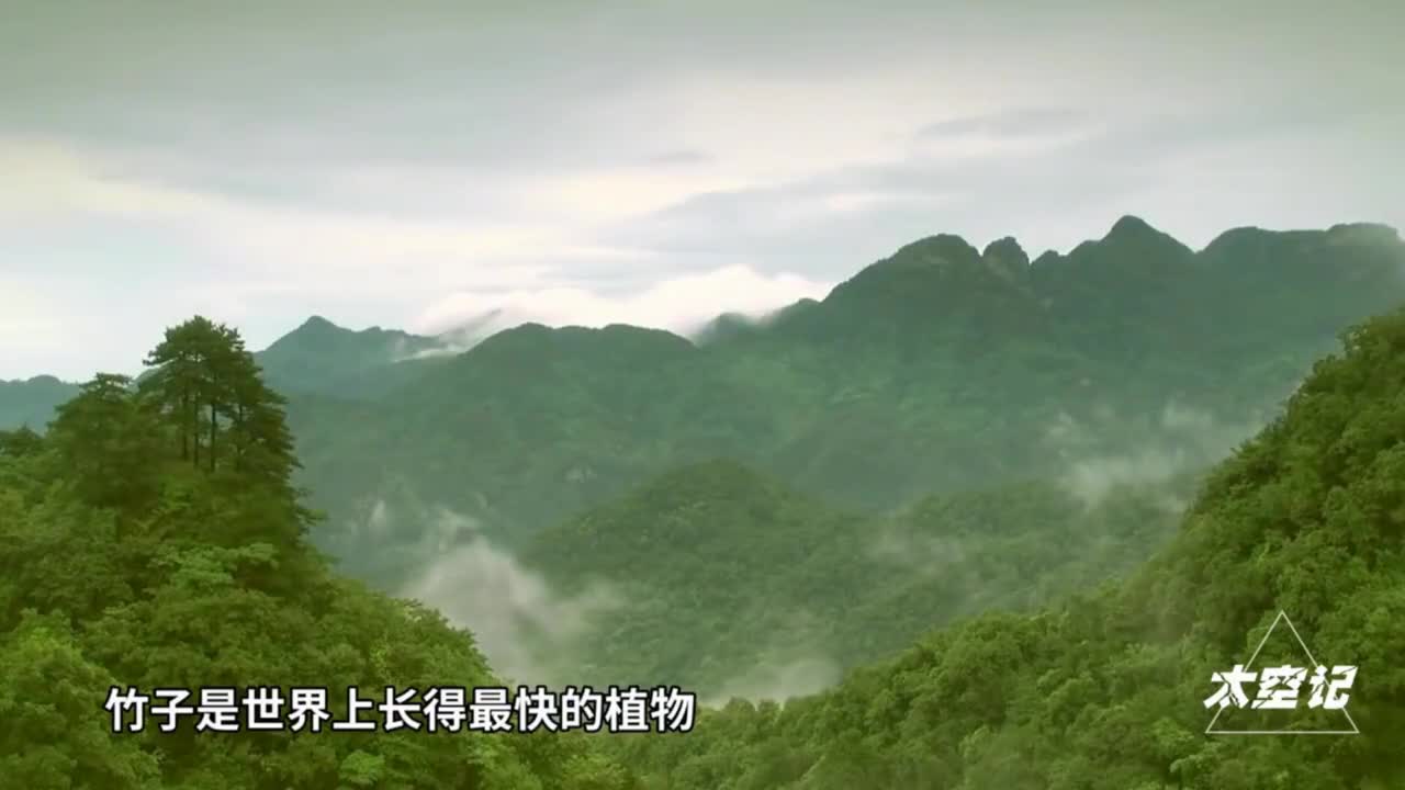 竹子开花赶紧搬家有何科学道理真佩服劳动人民的智慧