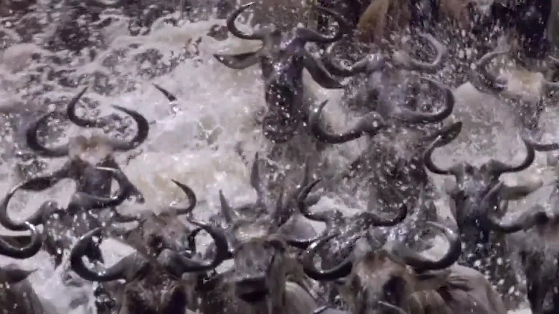 拥有超强再生能力涡虫四肢被切可快速生长人类能否实现