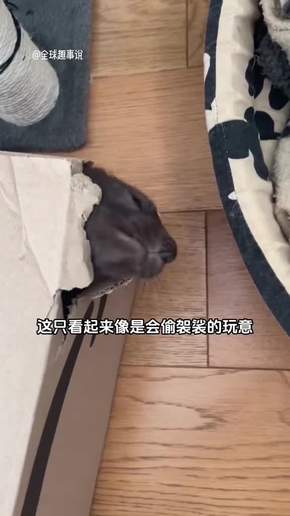 调皮捣蛋的小傻貂