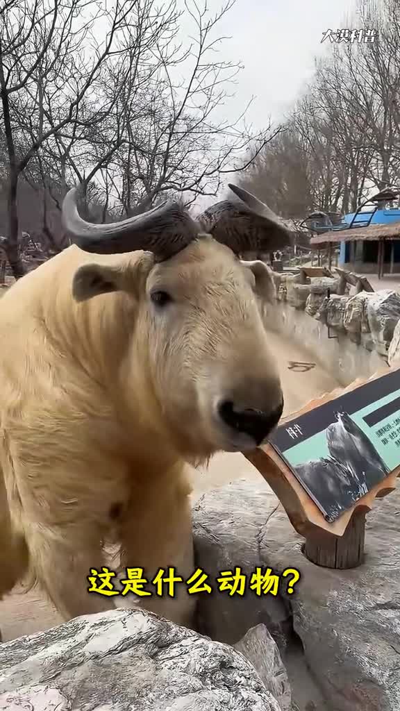 沉浸式科普16种珍惜的牢底坐穿兽你都认识吗