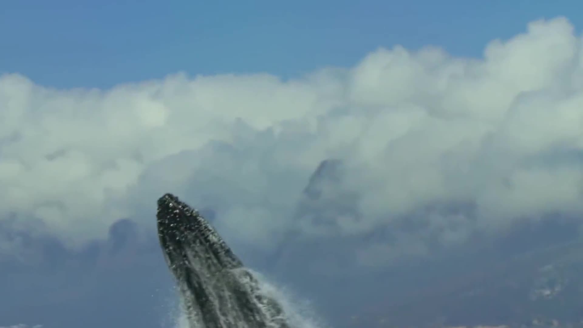 1克1500元抹香鲸的粪便为何如此昂贵它有何用途