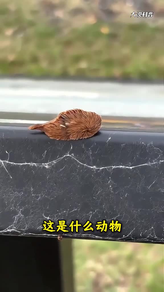 带你认识了解16种稀有奇特的动物你知道几种