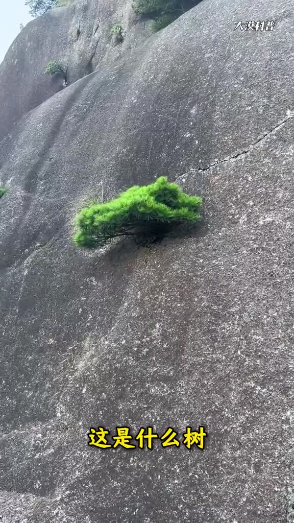 科普分享8种奇特的树以及对应的8种朴素道理