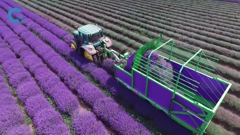 法国是如何收割薰衣草的专用收割机非常高效