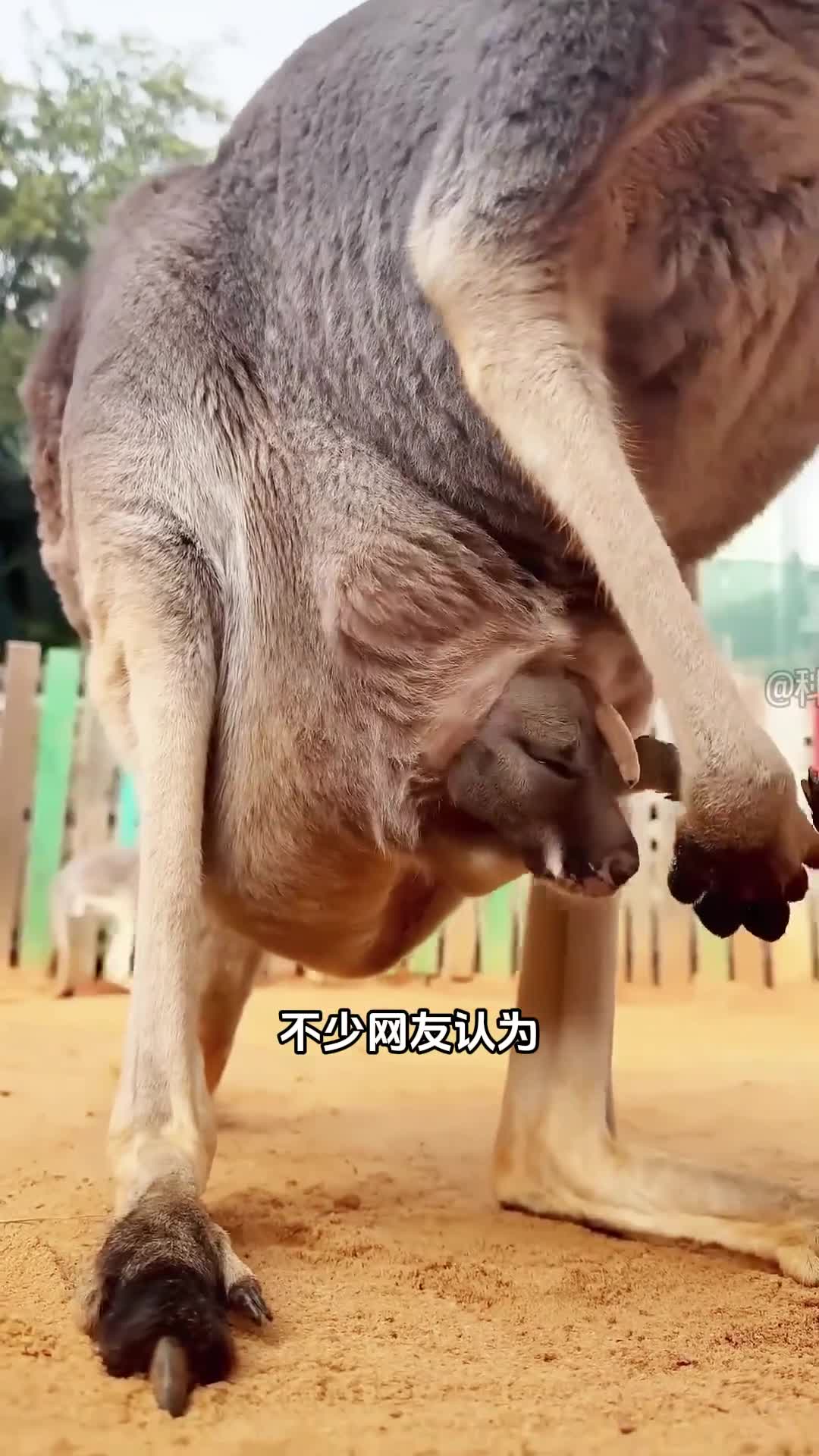 袋鼠是如何繁殖的真相令人意想不到
