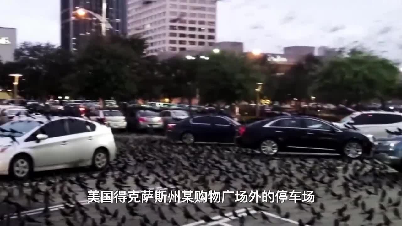 美国大量乌鸦涌入在停车场集体发出哀鸣场面太壮观
