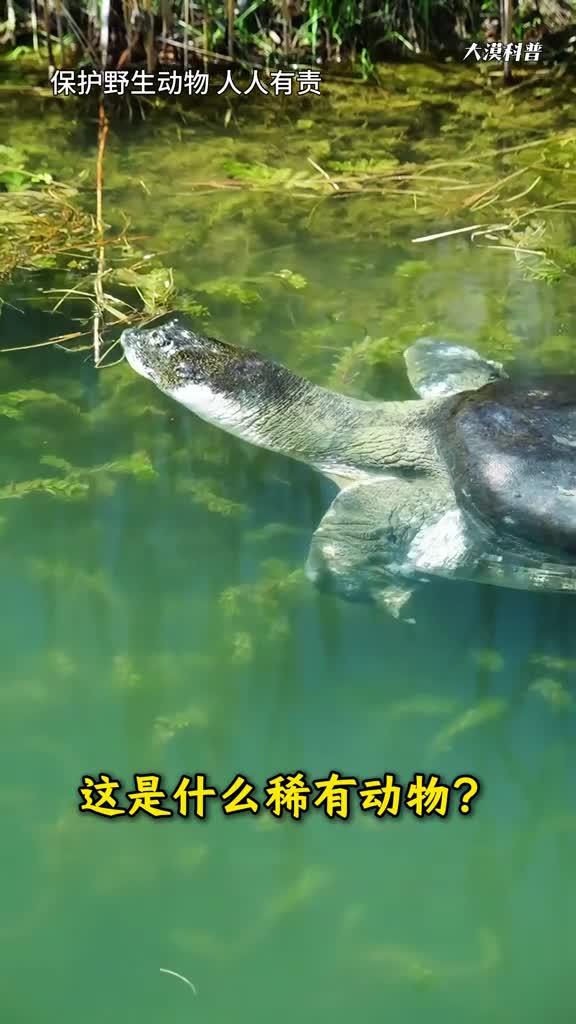 盘点12种稀有野生动物遇到一定要爱护保护野生动物从我做起