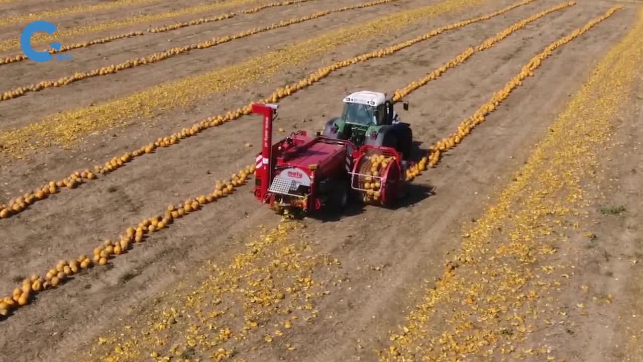 国外是如何收割南瓜的多条传送带配合使用