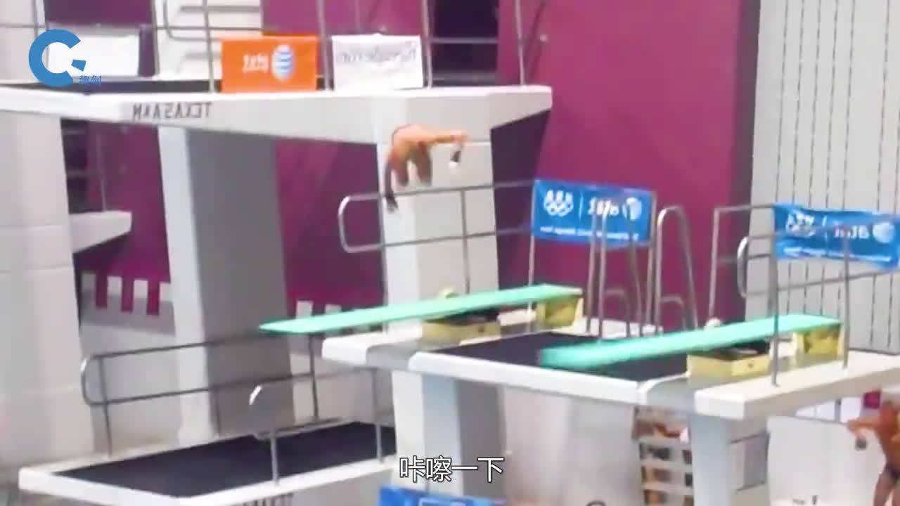 跳水运动中身体会撞到跳板吗把握住这两点跳水就能拿到高分