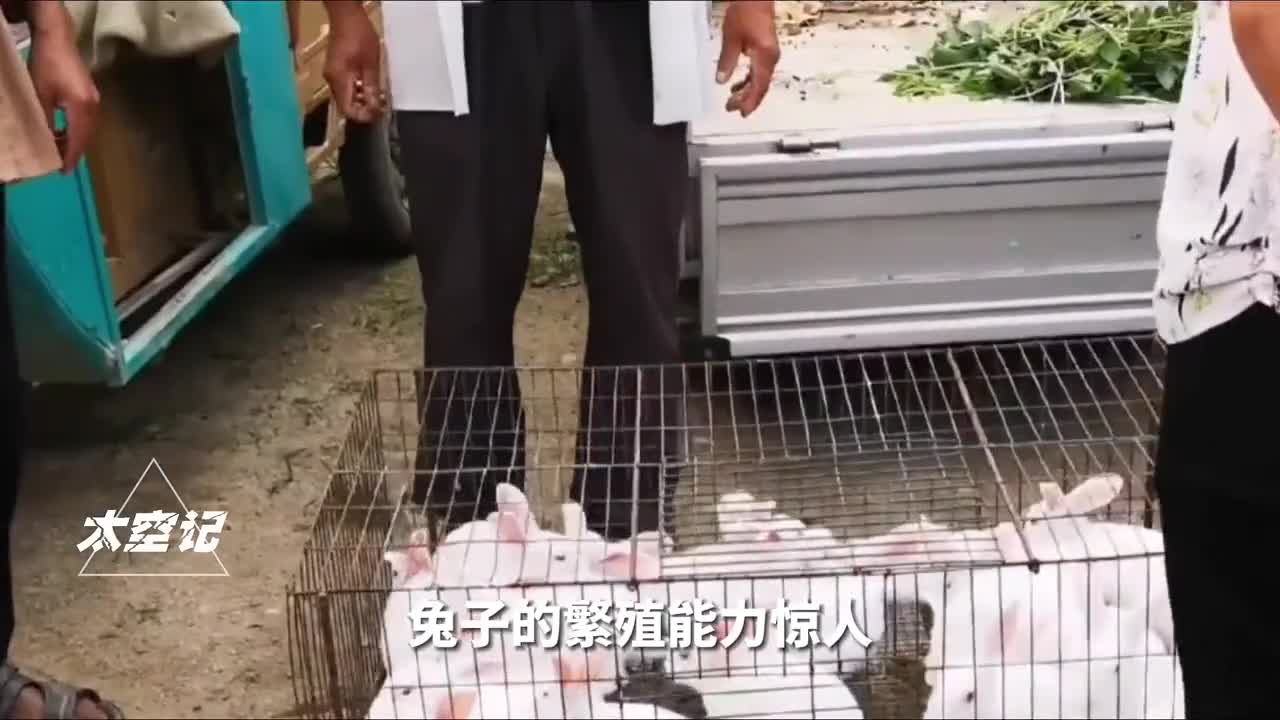 兔子繁殖能力惊人为什么兔肉没成主流美食