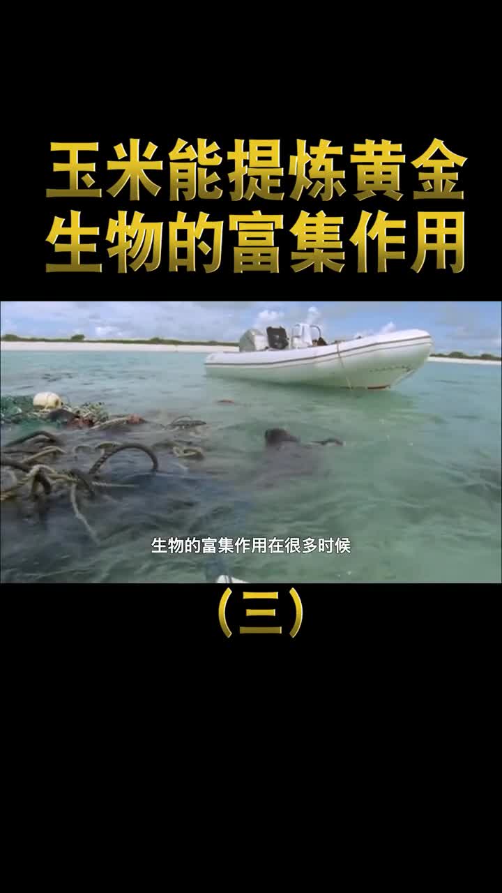 玉米中能提炼出黄金生物的富集作用到底隐藏了多少未知