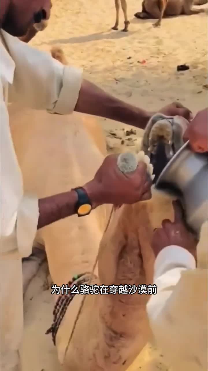 为什么骆驼在穿越沙漠前要被强行灌下大量盐巴