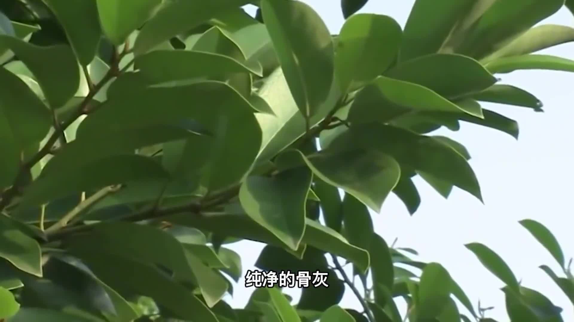 树葬新型安葬方式来了把骨灰放入树洞里你能接受吗