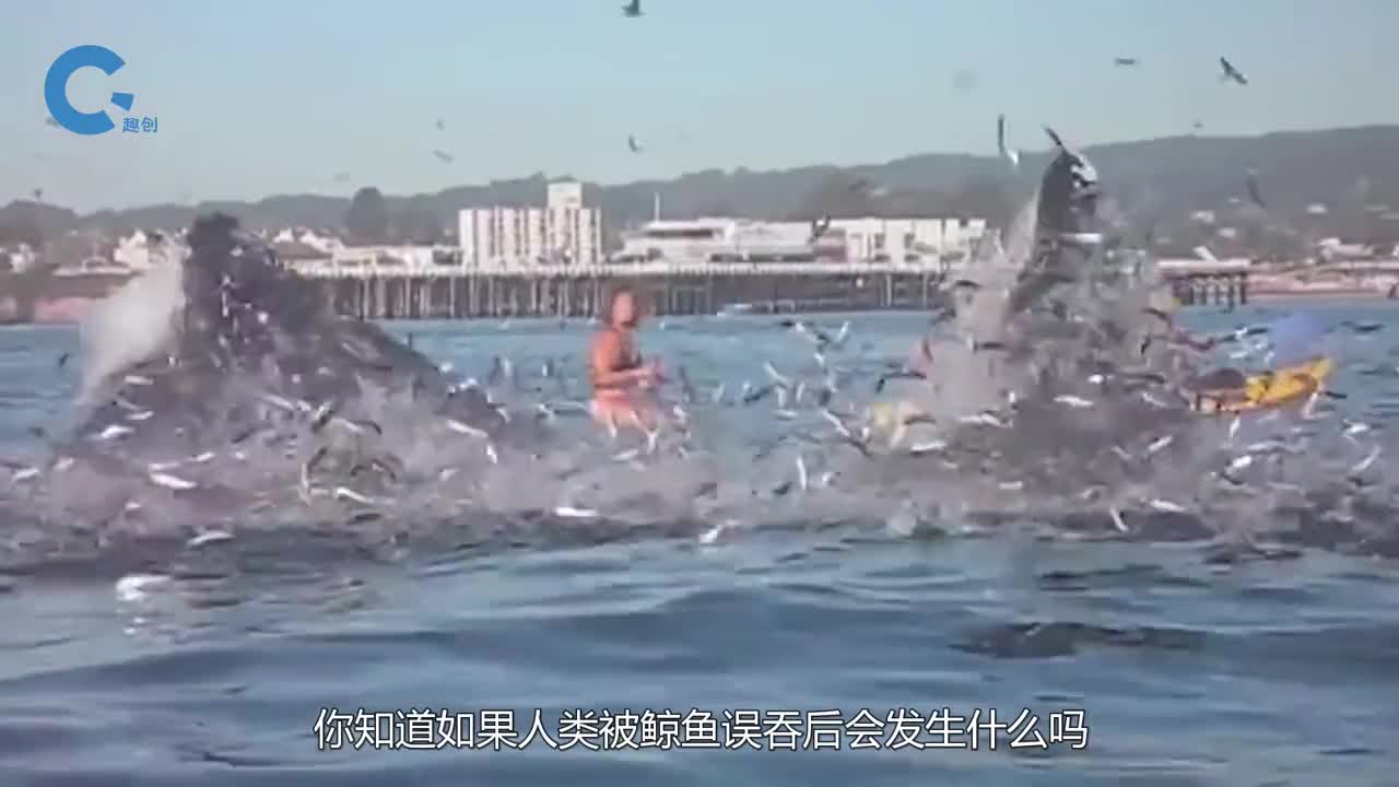 如果人类被鲸鱼误吞会怎么样传言被吞下后人却没死这是真的吗
