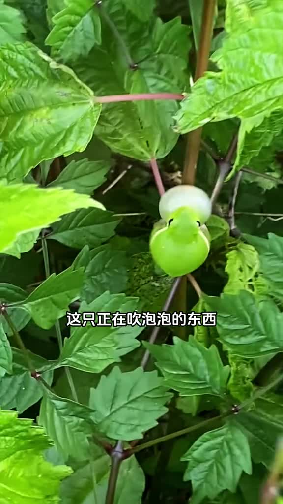 黑眼树蛙喜欢吹泡泡平时还会粘在玻璃上