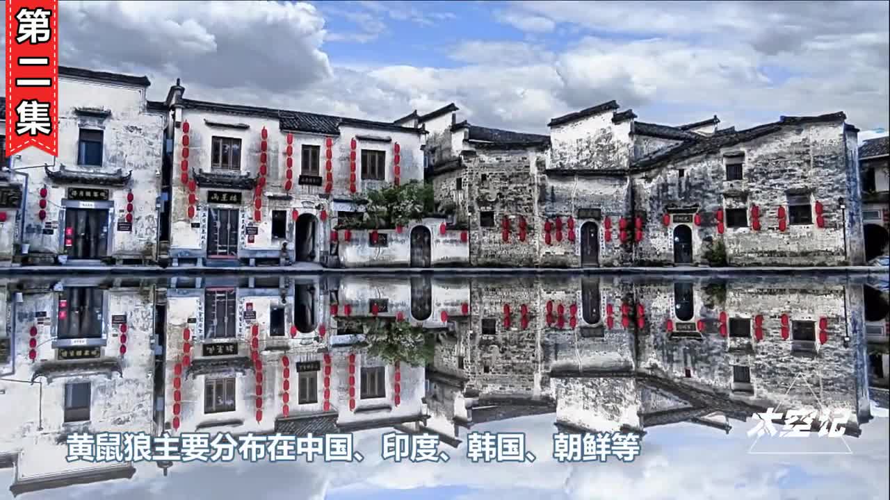 为什么老人说黄鼠狼不能乱抓黄大仙的称呼又从何而来