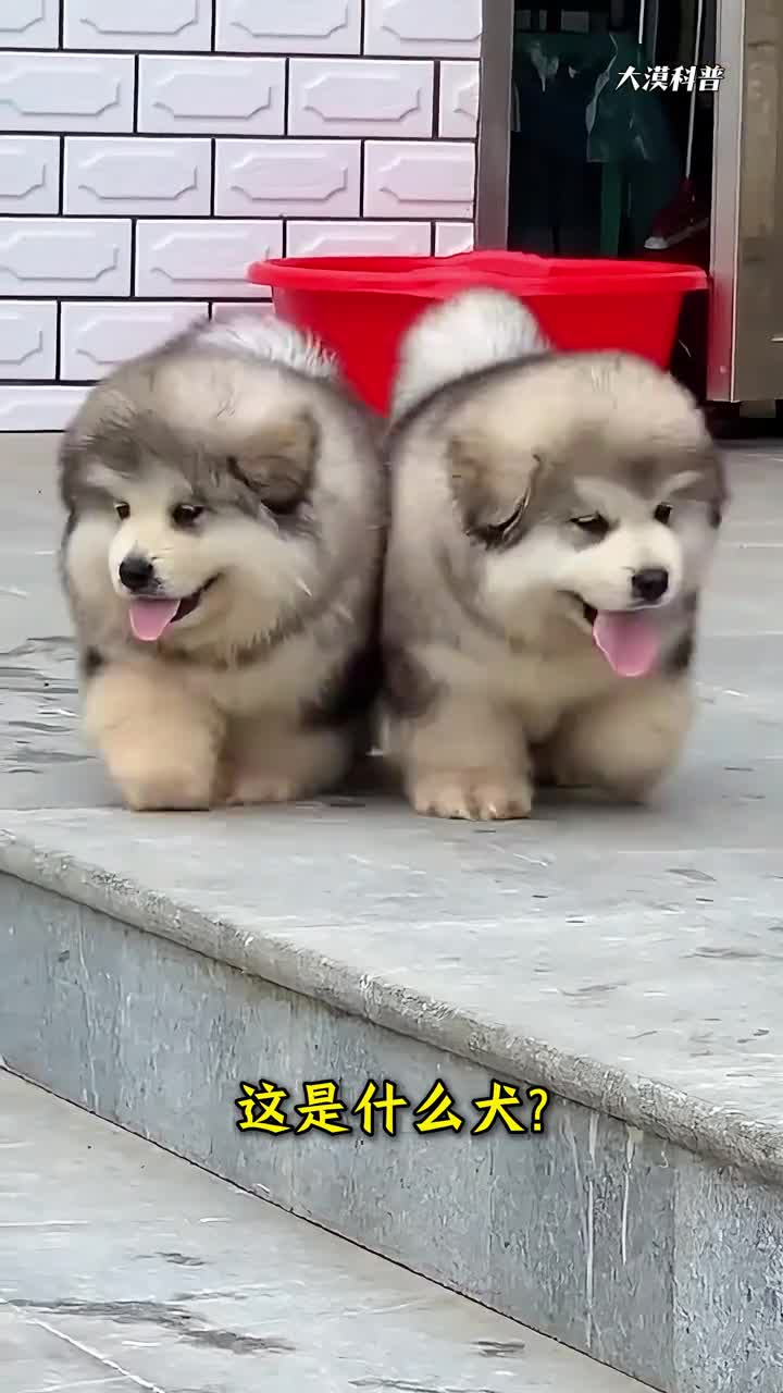 爱狗的宝子们看过来科普分享19种常见宠物狗你认识几种