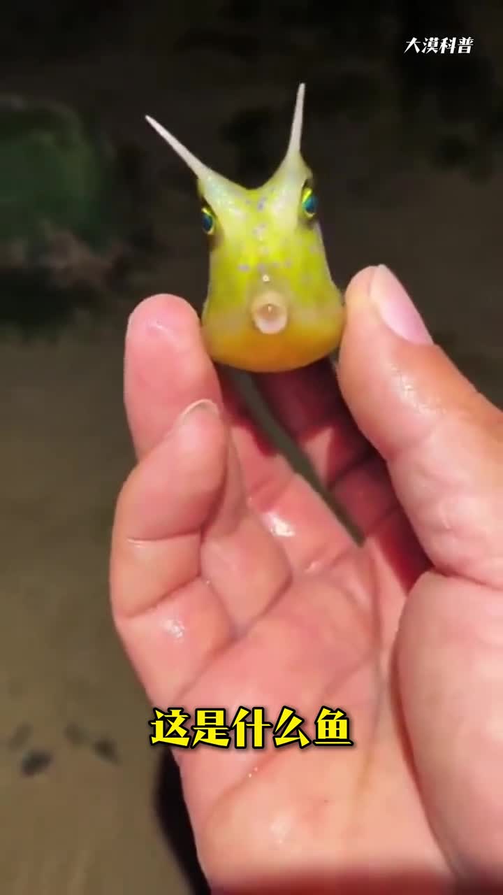 46种稀奇古怪的海鱼你认识几种