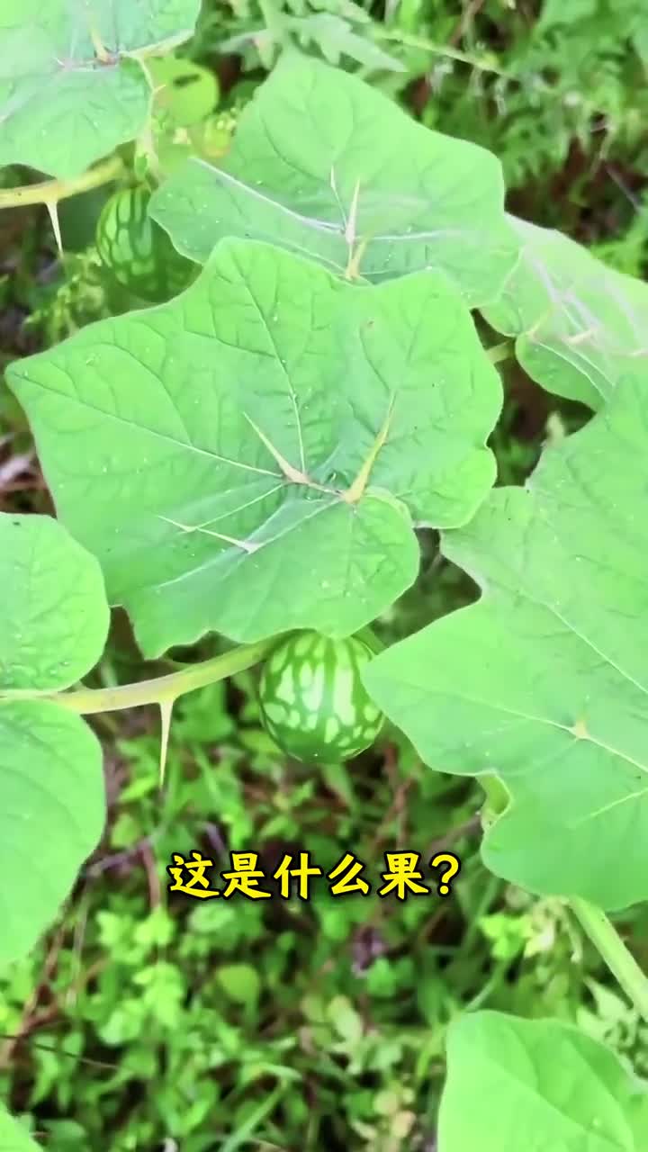 跟大漠认识49种独特果实有些有毒碰到了千万别误食