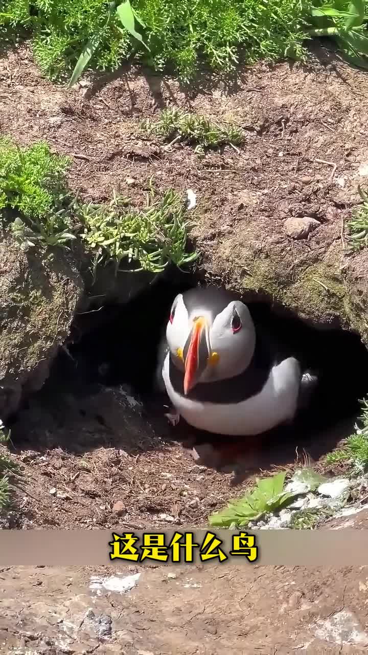 科普分享42种奇特的鸟你认识几种