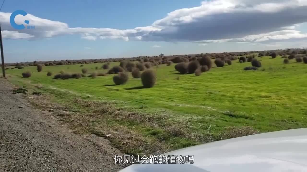 美国泛滥成灾的风滚草淹没公路侵略小镇为何在我国却不成气候