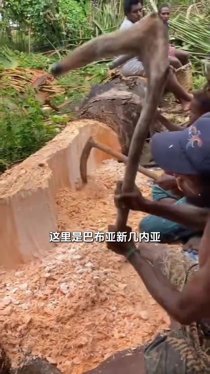 原来我们平时吃的西米是在树木中敲出来的