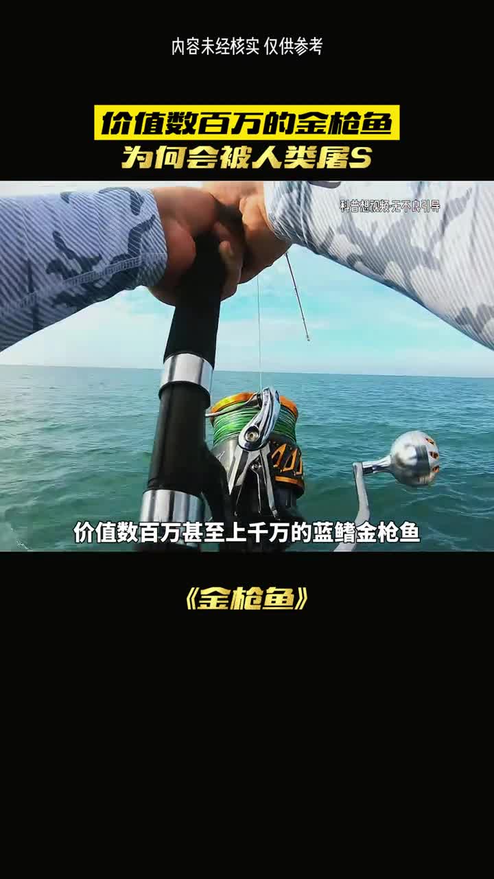 价值百万的金枪鱼为何被肆虐宰杀