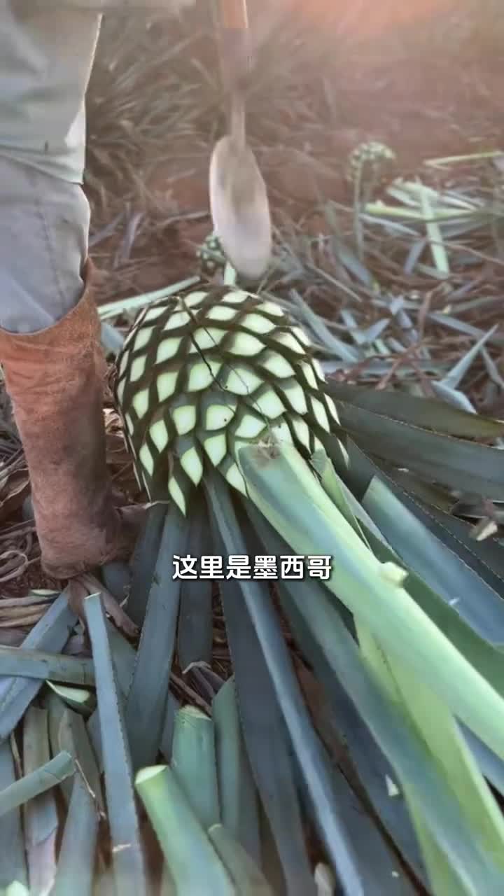 墨西哥的灵魂龙舌兰酒居然是这样酿制出来的