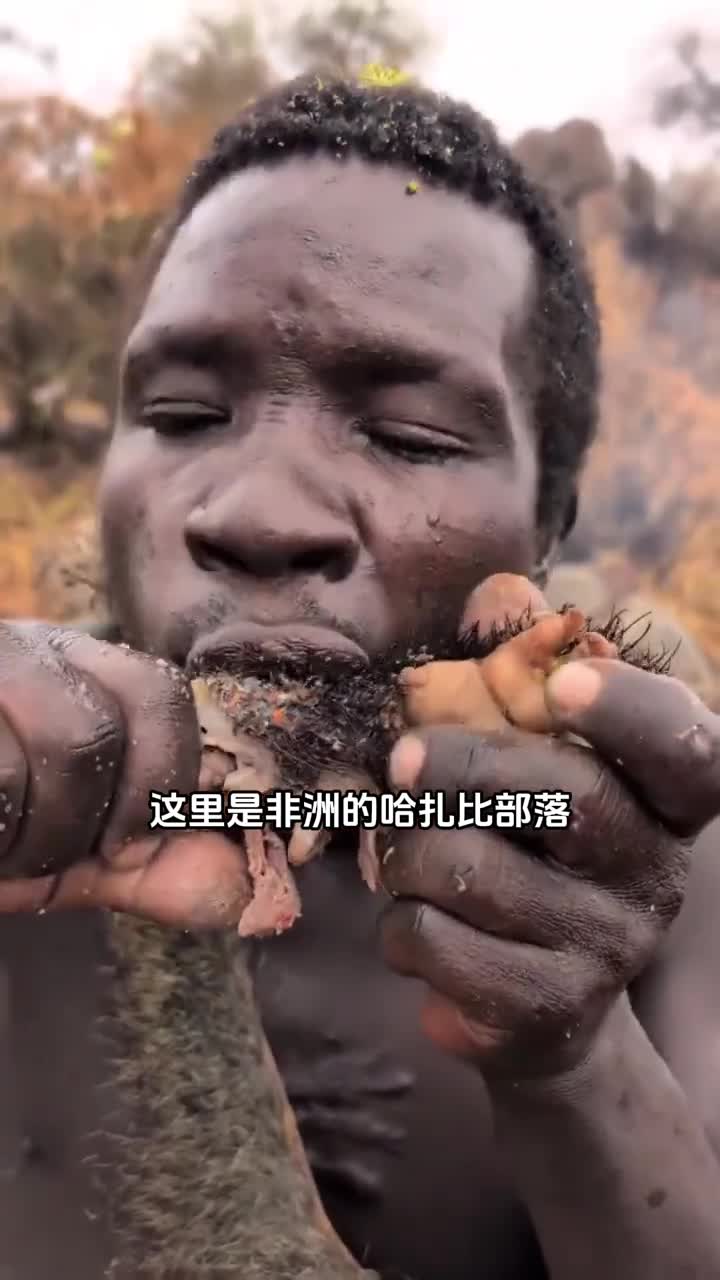 非洲哈扎比部落猎人大快朵颐吃豪猪