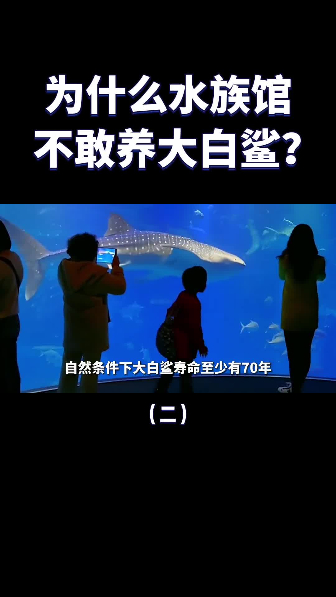水族馆很少有大白鲨是养不活还是太凶猛原因找到了
