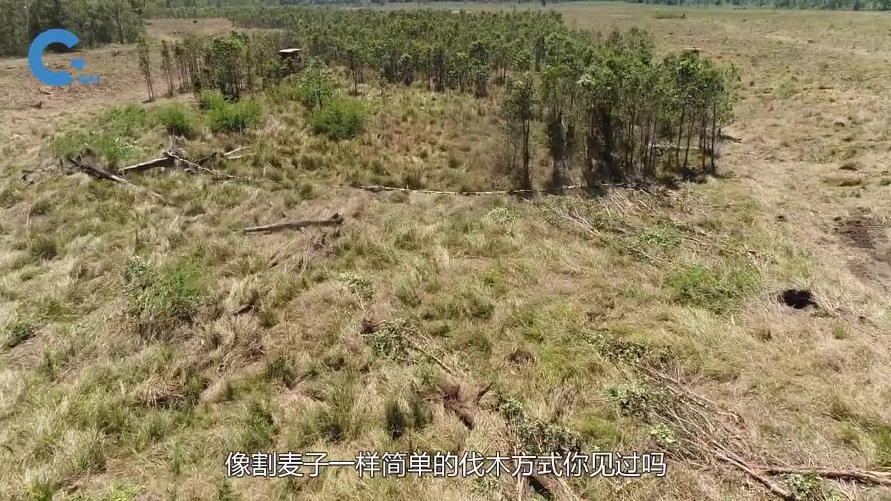 国外发明新型伐木方式推土机拖着大铁链灌木丛被拉倒一大片