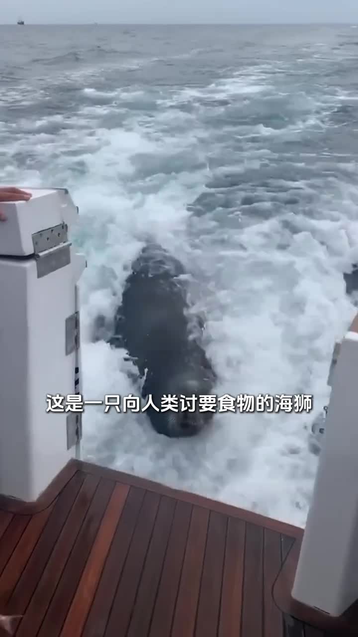 海狮是如何向人类讨要食物的不愧是海洋街溜子