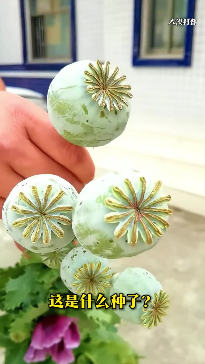 分享科普33种植物奇特种子你认识几种