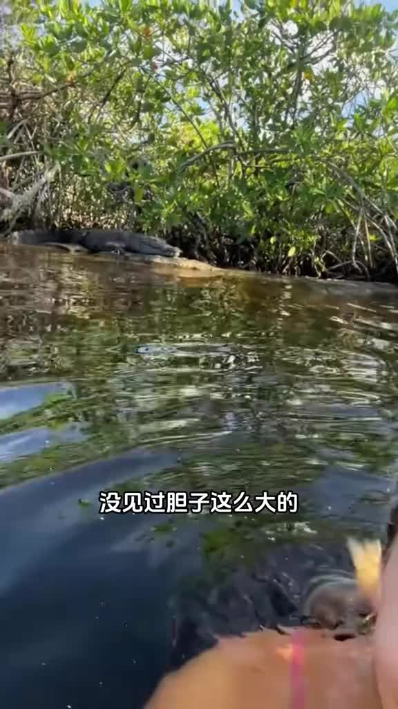 小姐姐胆子太大了居然在鳄鱼旁边游泳