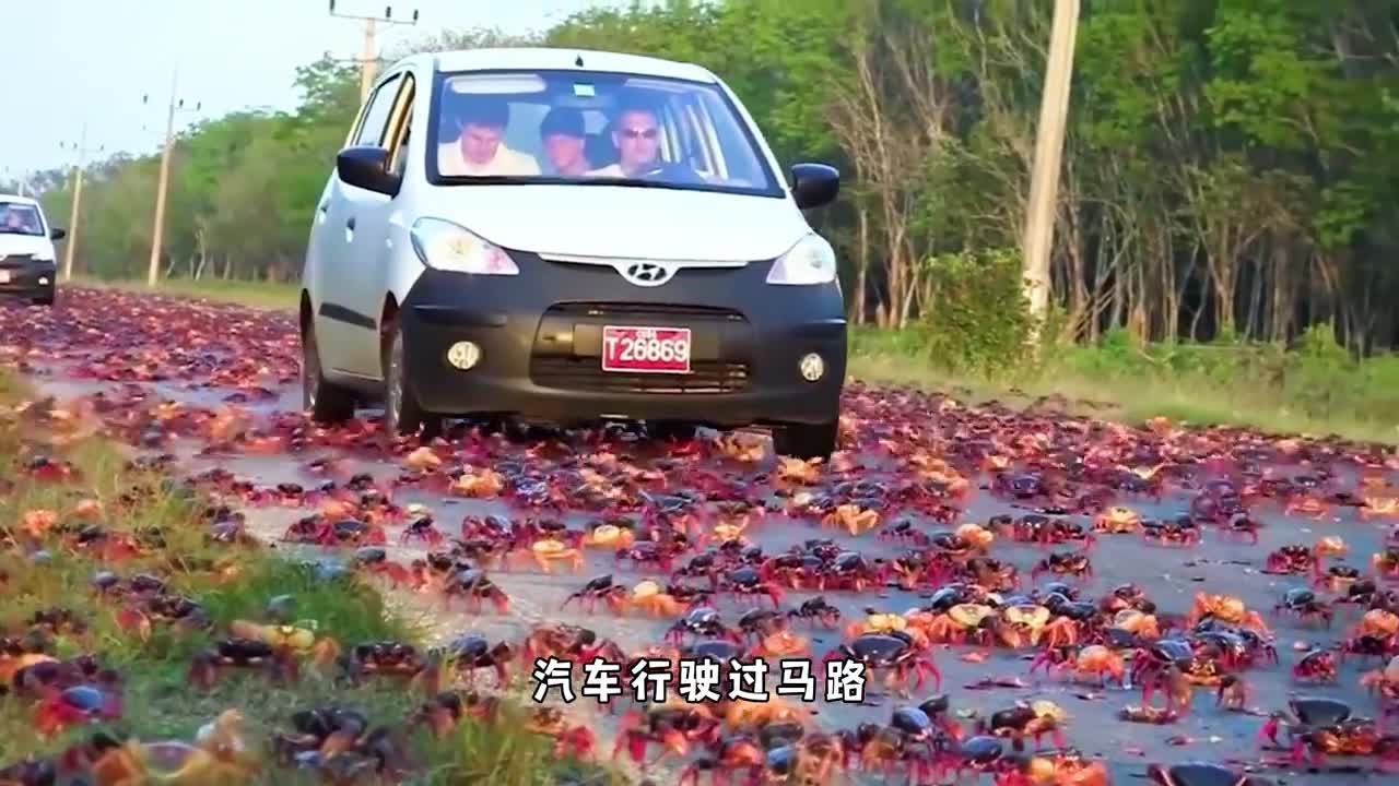 千万只红蟹迁徙产卵累了就吃同伴和孩子为了繁衍后代排除万难