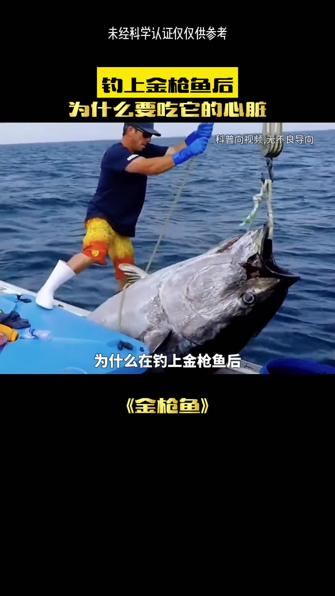 为什么掉上金枪鱼后人们会先吃她的心脏