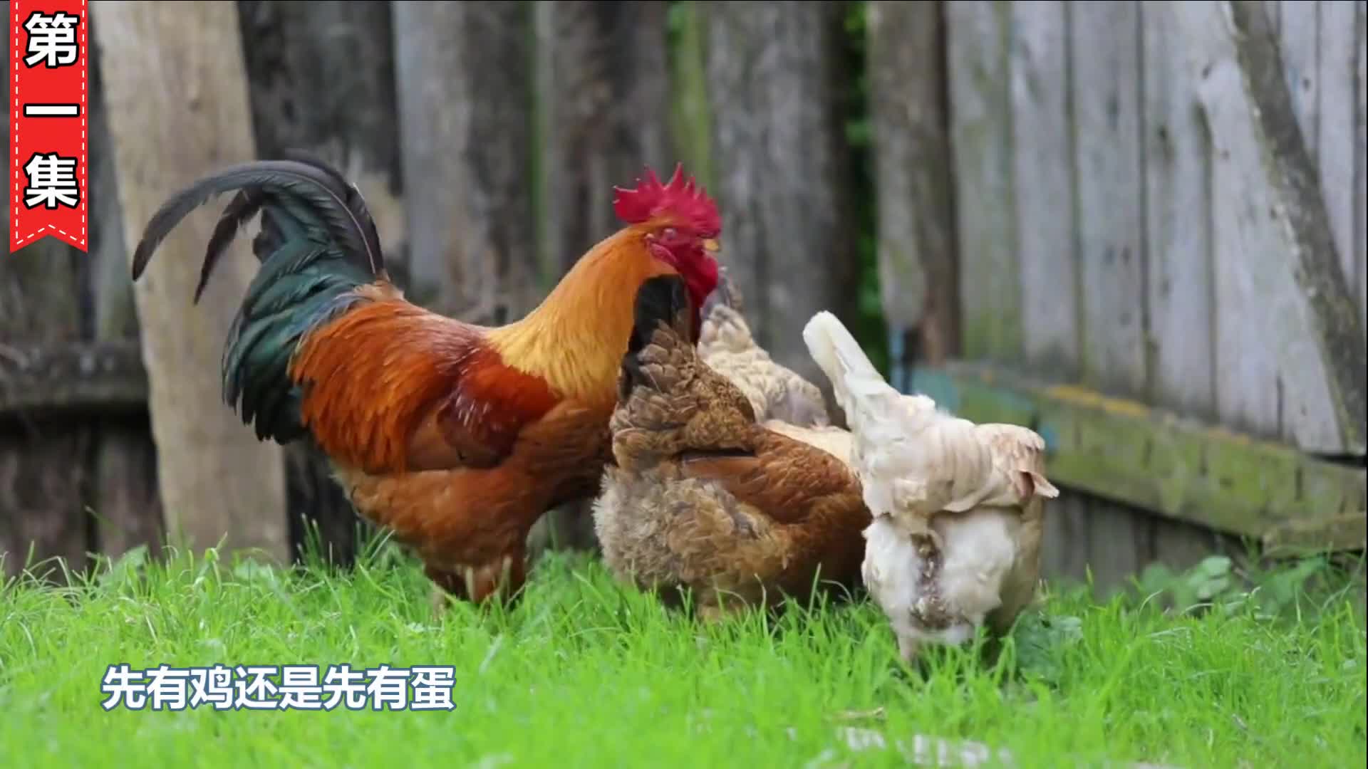 先有鸡还是先有蛋科学家终于找到答案了你认同吗