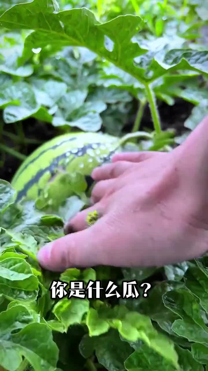 夏天来了又到了吃瓜的季节你都认识这些西瓜吗