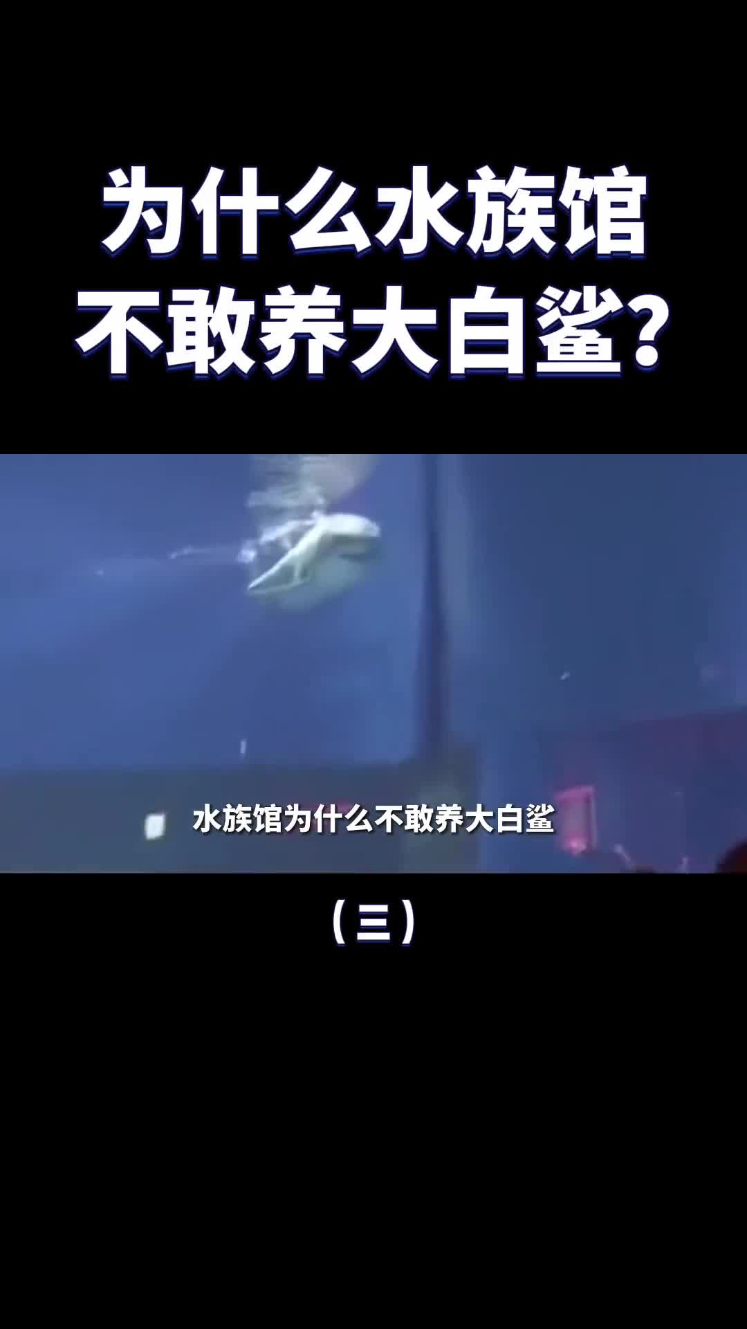 水族馆很少有大白鲨是养不活还是太凶猛原因找到了