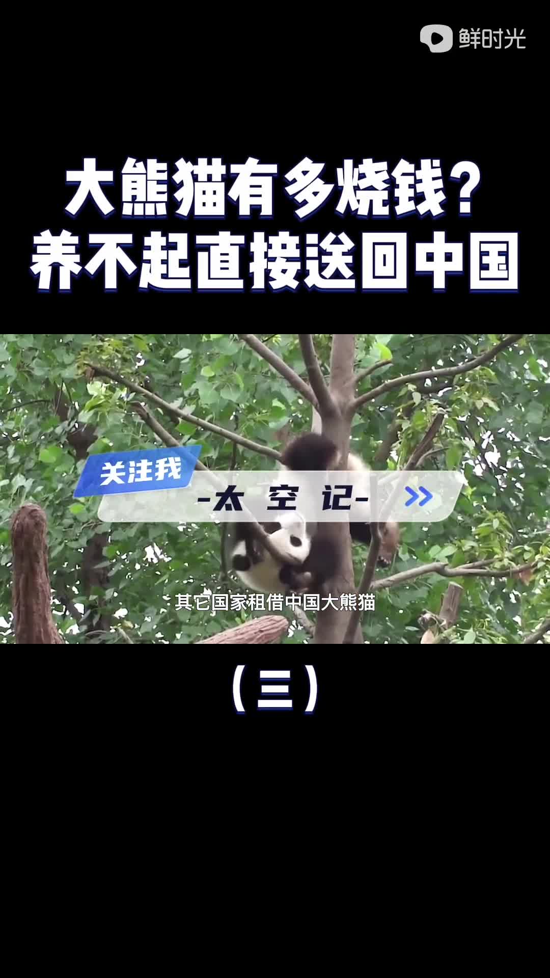 养熊猫到底有多烧钱每年吃掉700万加拿大养不起提前送回我国