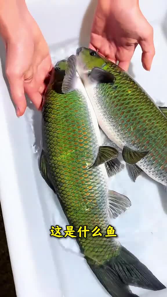 科普分享45种鱼和价格你吃过几种呢