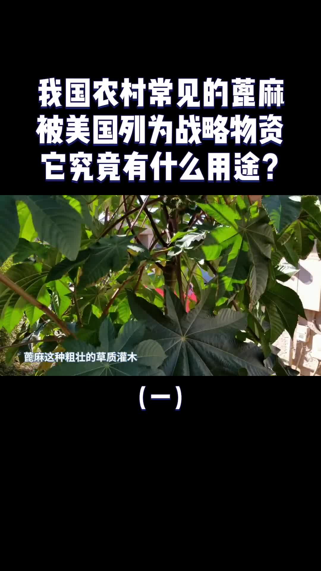我国农村常见的蓖麻为什么被美国列为战略物资有啥用途