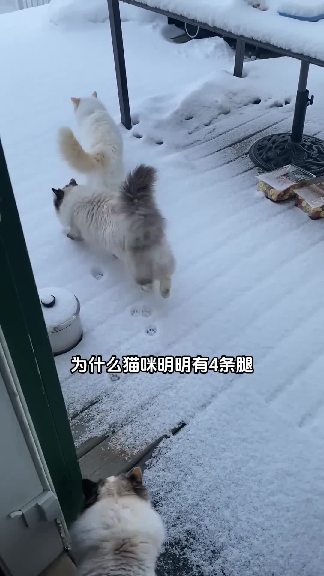 猫咪有四条腿为什么只有两个脚印
