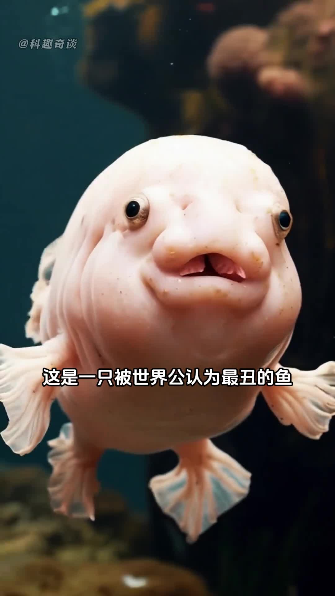 世界上最丑的鱼水滴鱼
