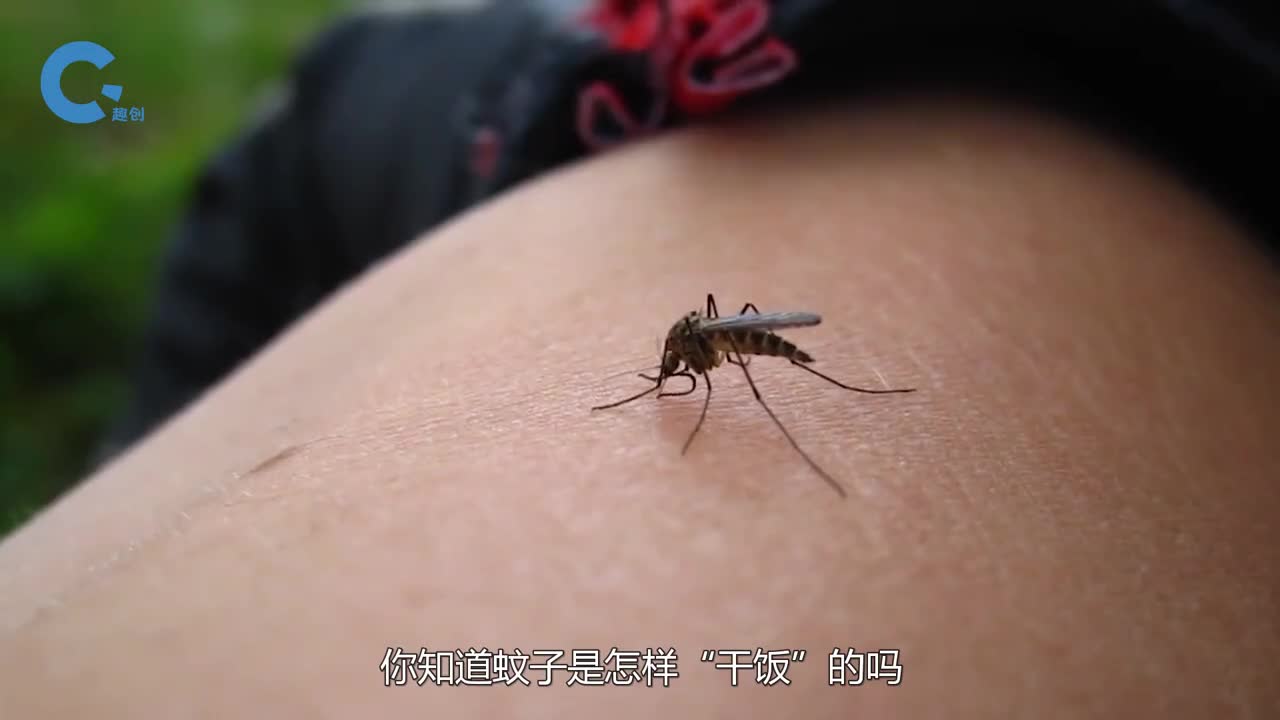 蚊子是怎样干饭的咬你之前还会吐口老痰吃完还在身上排泄