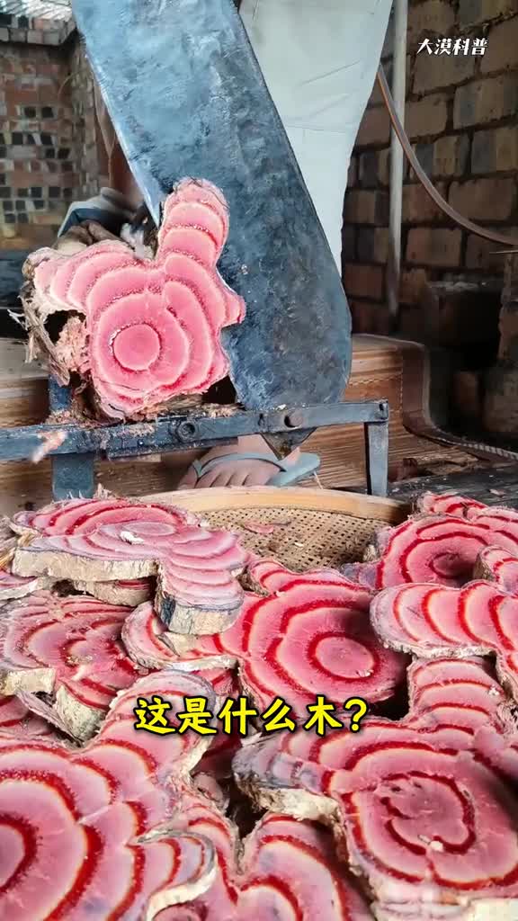 这些木头竟如此奇特大漠带你认识15种不一样的木头