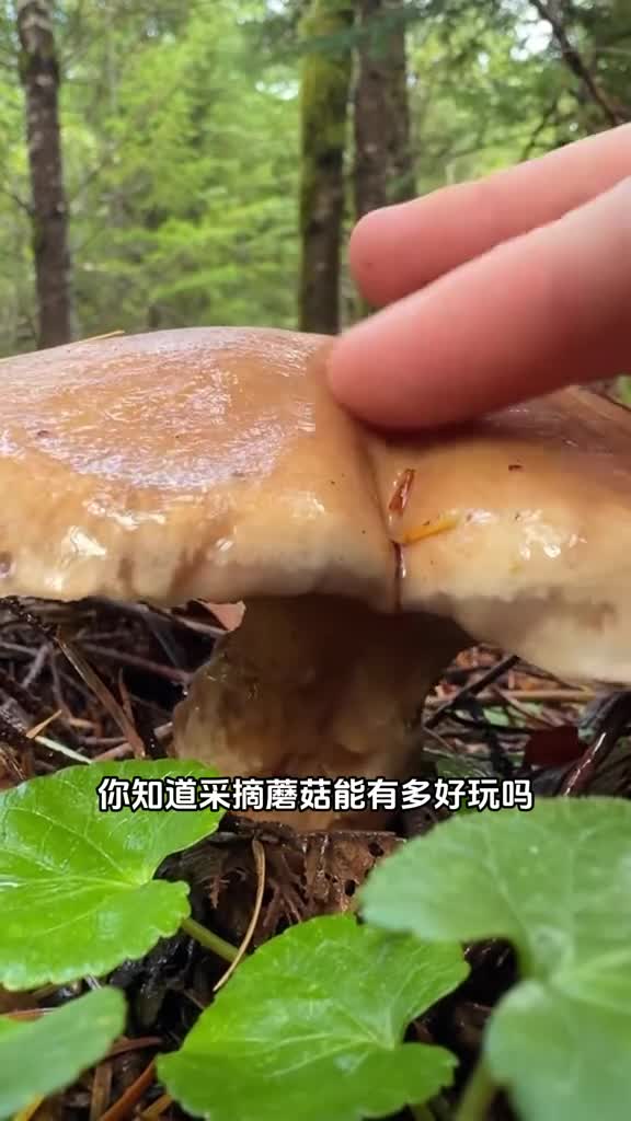 采摘蘑菇的过程到底有多好玩