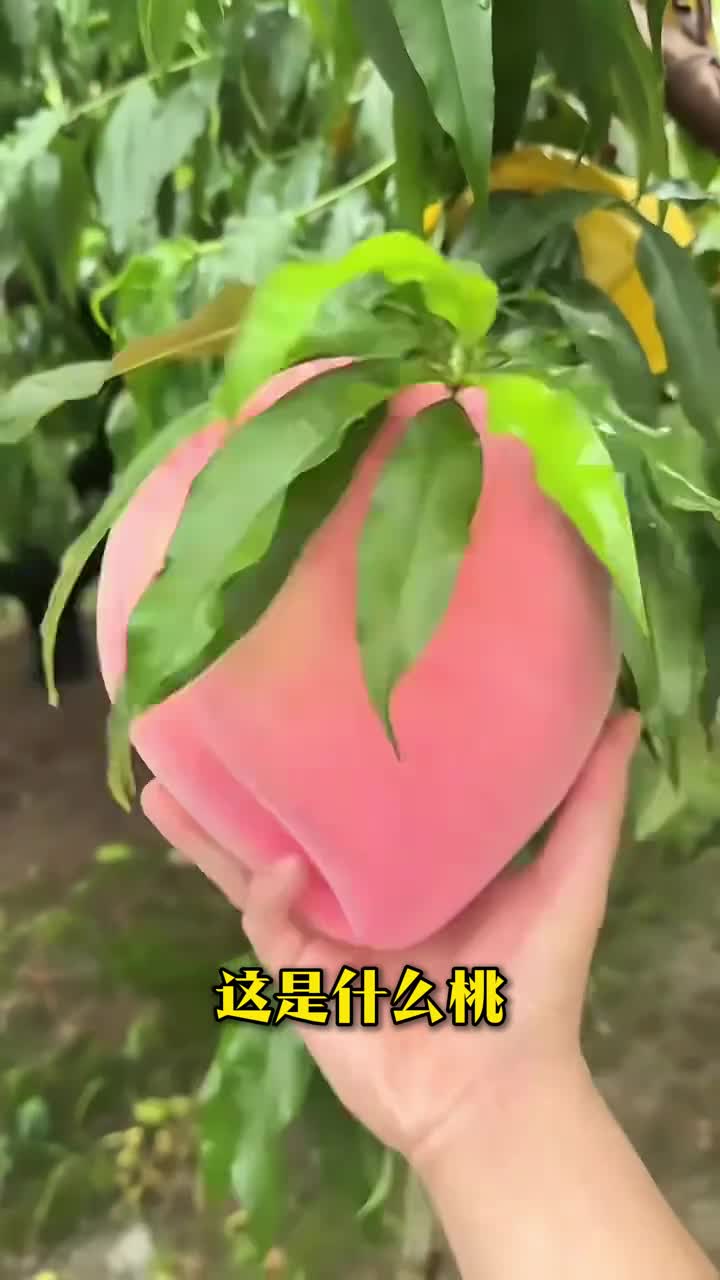 带你认识28种桃子你觉得哪个好吃呢