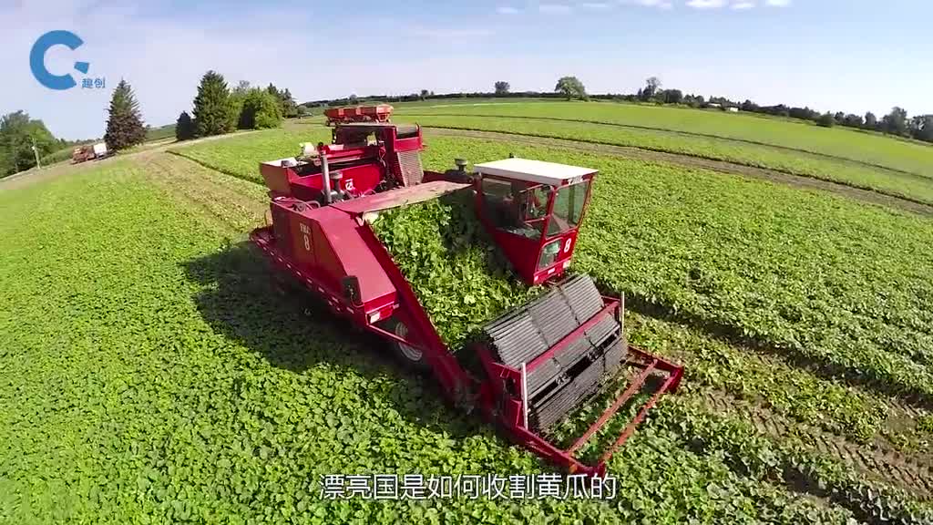美国人是如何收割黄瓜的全自动大型机器驶过一天就能收获800吨