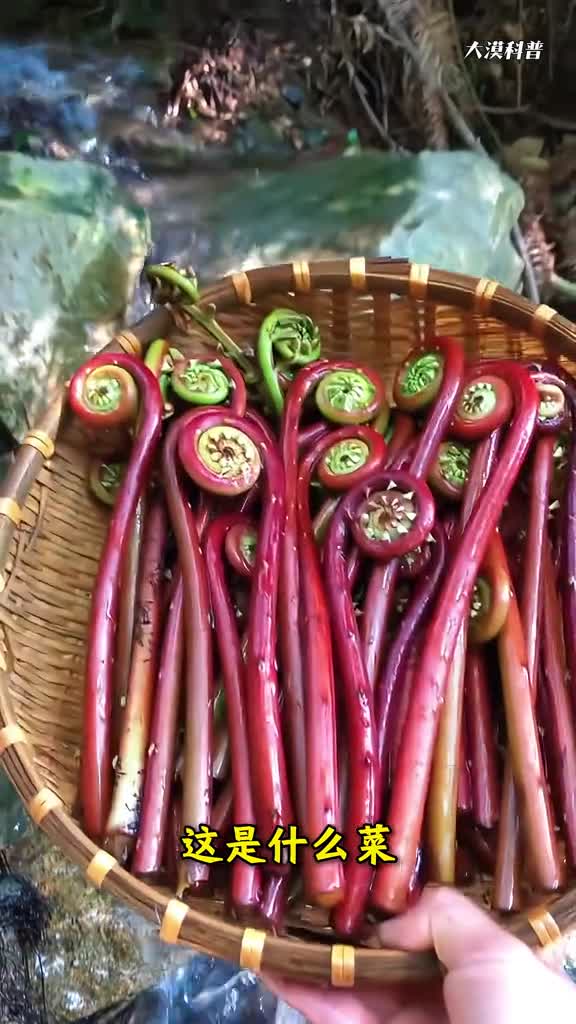 科普分享45种常见的蔬菜和野菜你都吃过哪几种